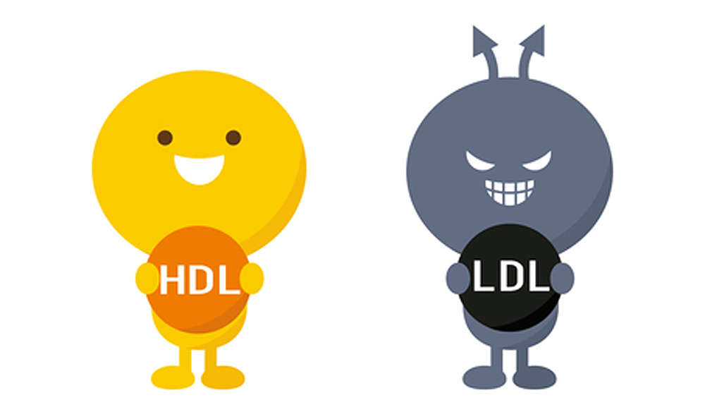 コレステロール　HDL LDL